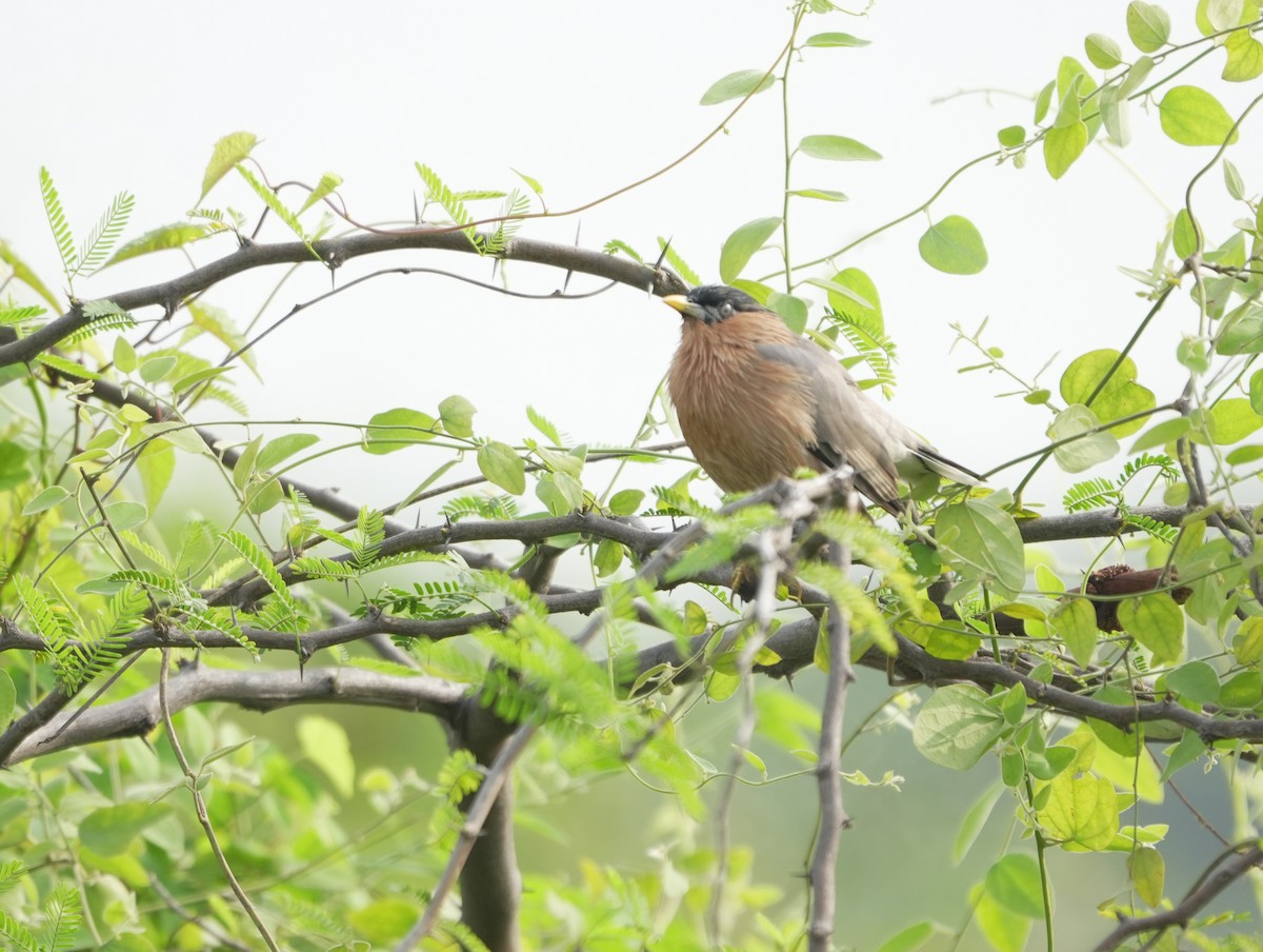 Brahminy Starling - ML643145917