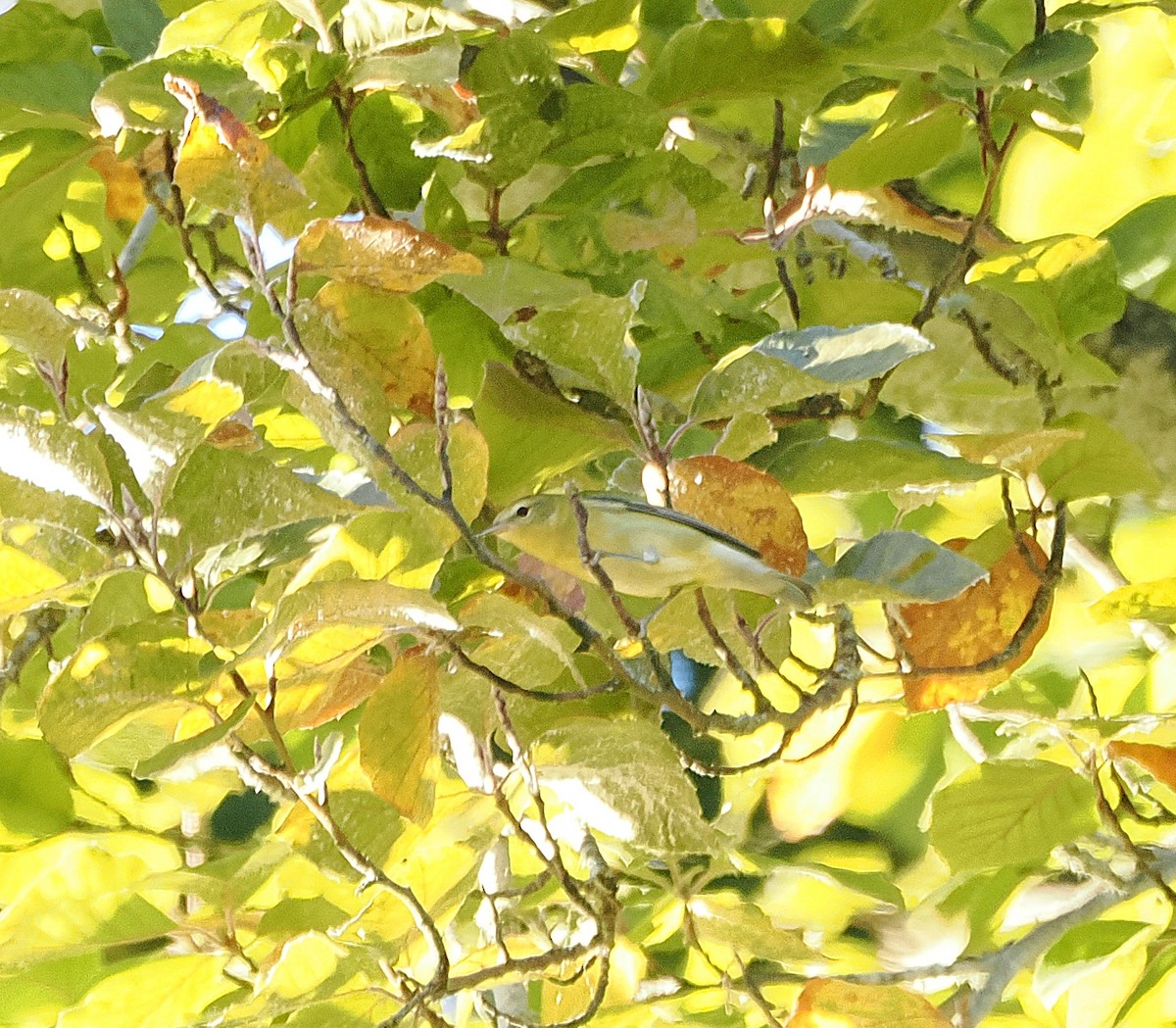 Tennessee Warbler - ML643145928