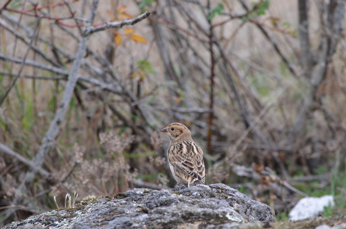 ツメナガホオジロ - ML643145944