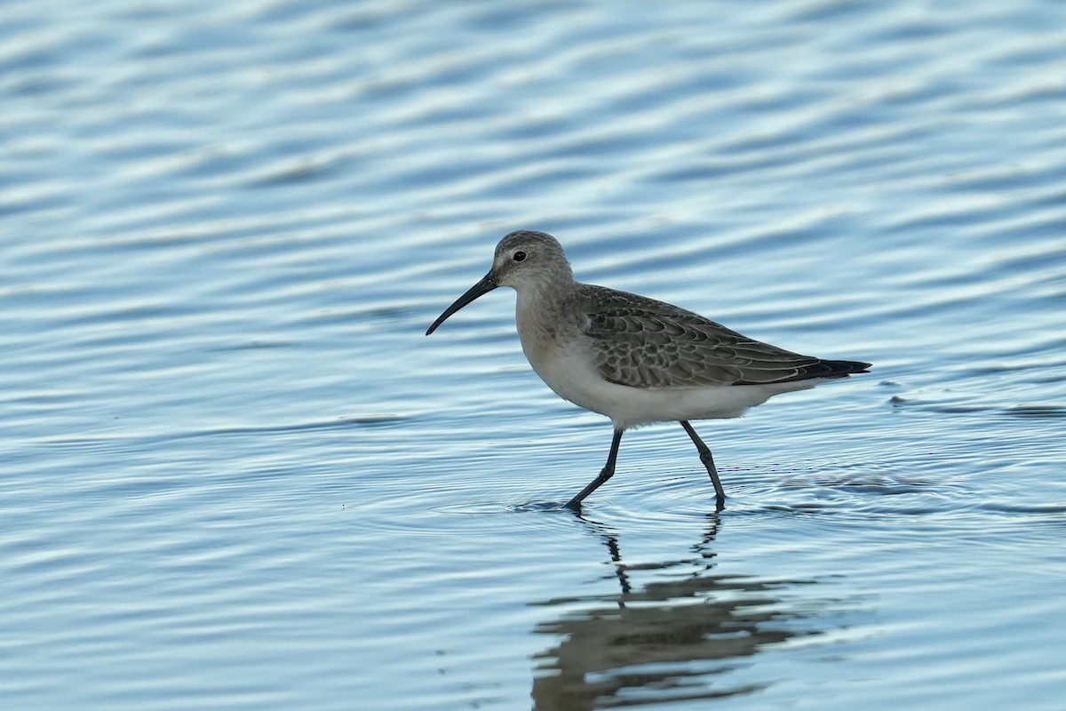 Curlew Sandpiper - ML643145945