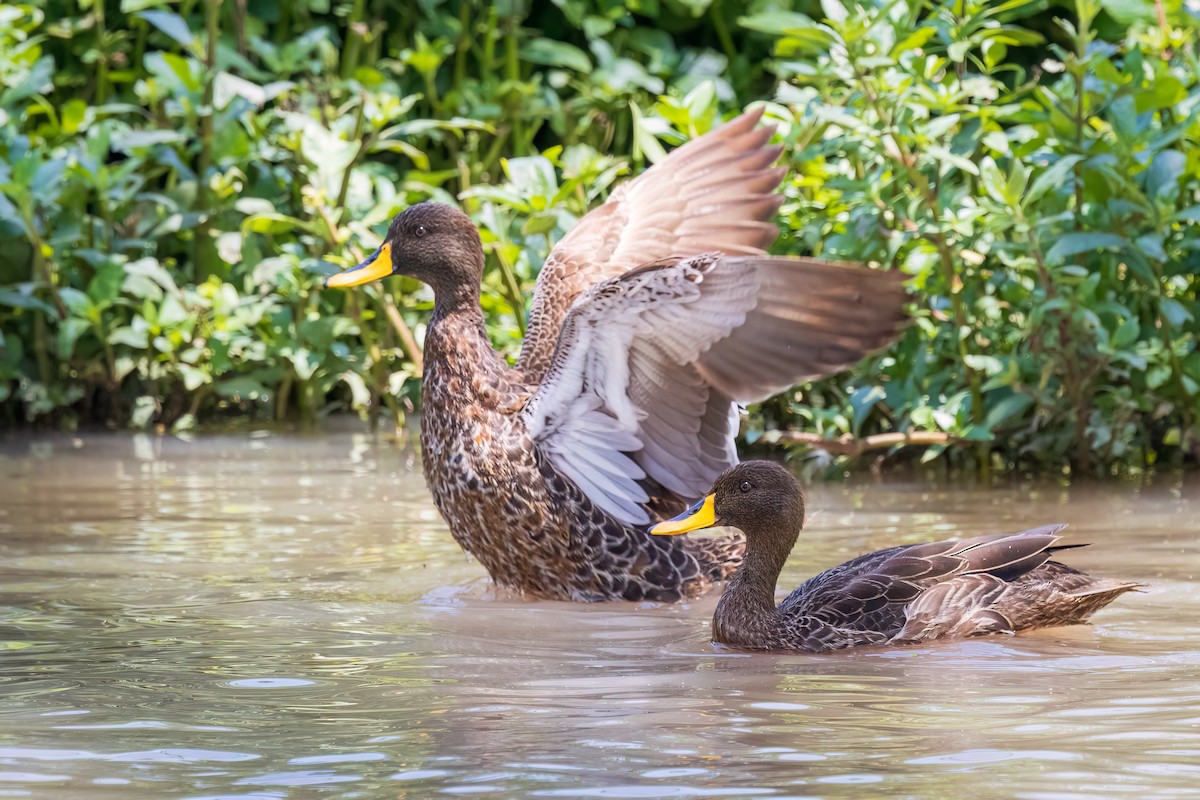 Yellow-billed Duck - ML643145952