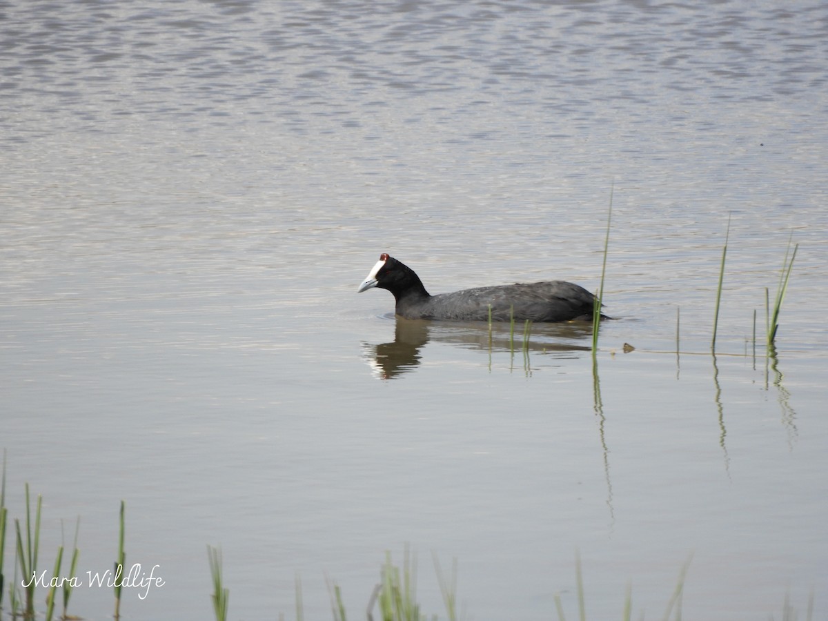 Red-knobbed Coot - ML643145956
