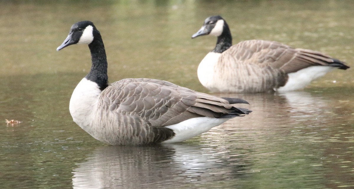 Canada Goose - ML643145973