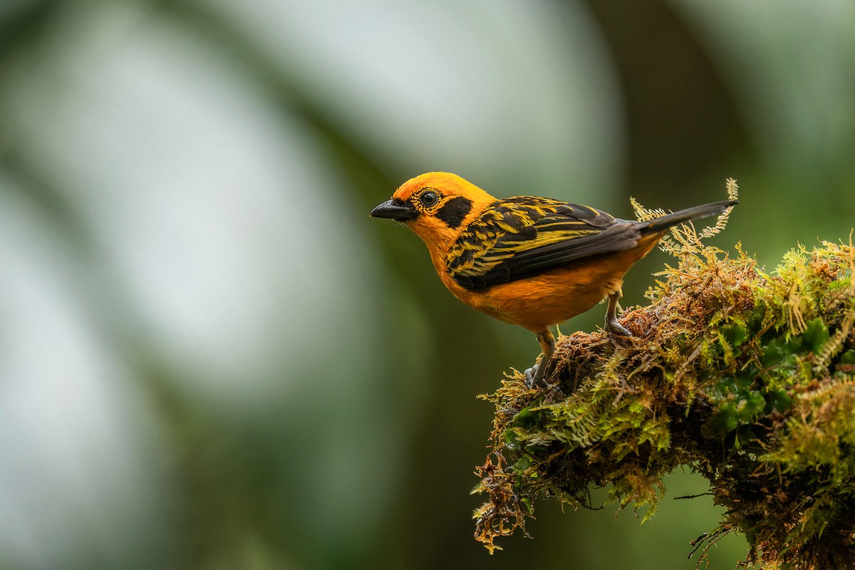 Golden Tanager - ML643145980