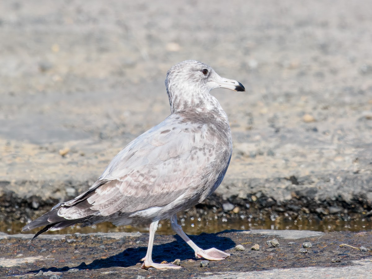 Glaucous-winged Gull - ML643145989