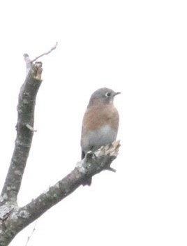 Eastern Bluebird - ML643145990