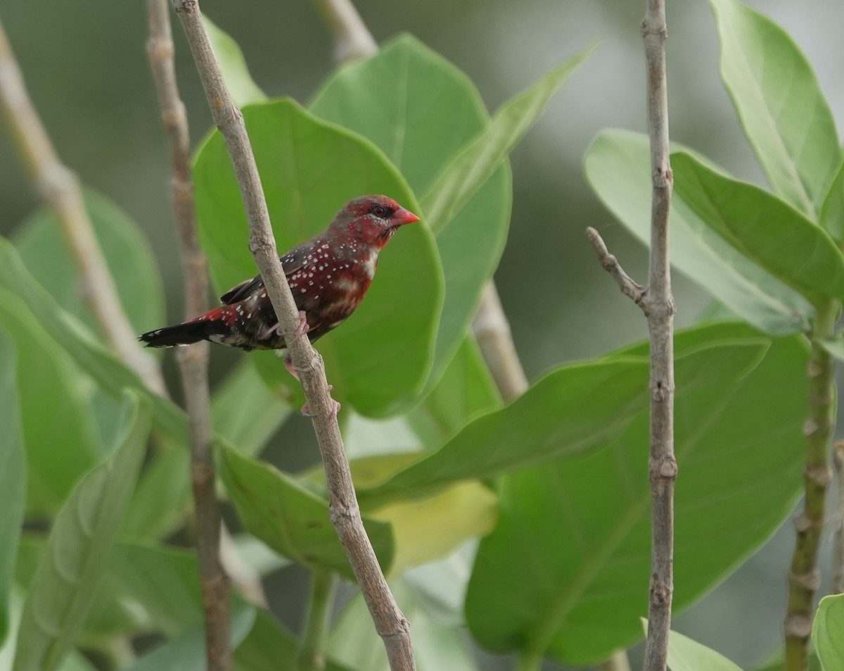 Bengali rouge - ML643145999