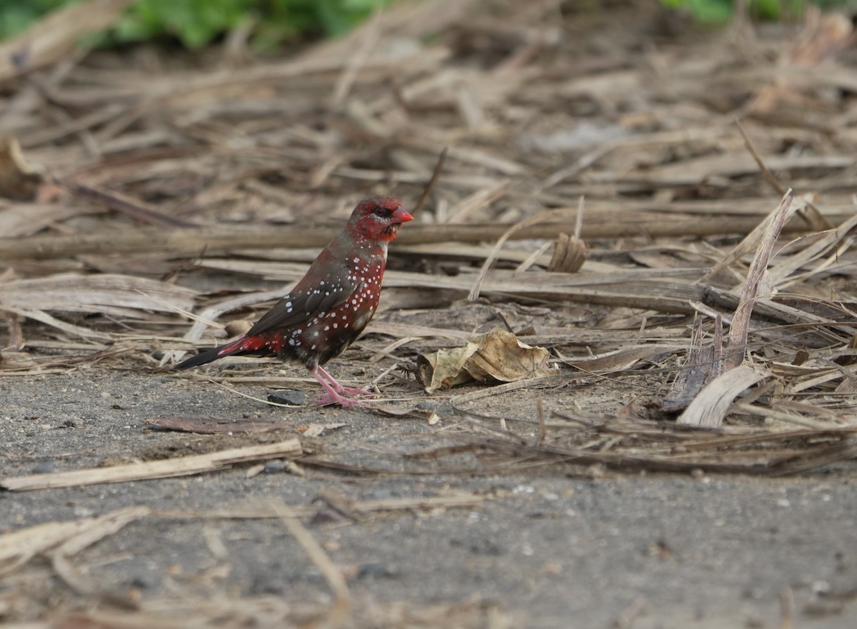 Bengali rouge - ML643146000