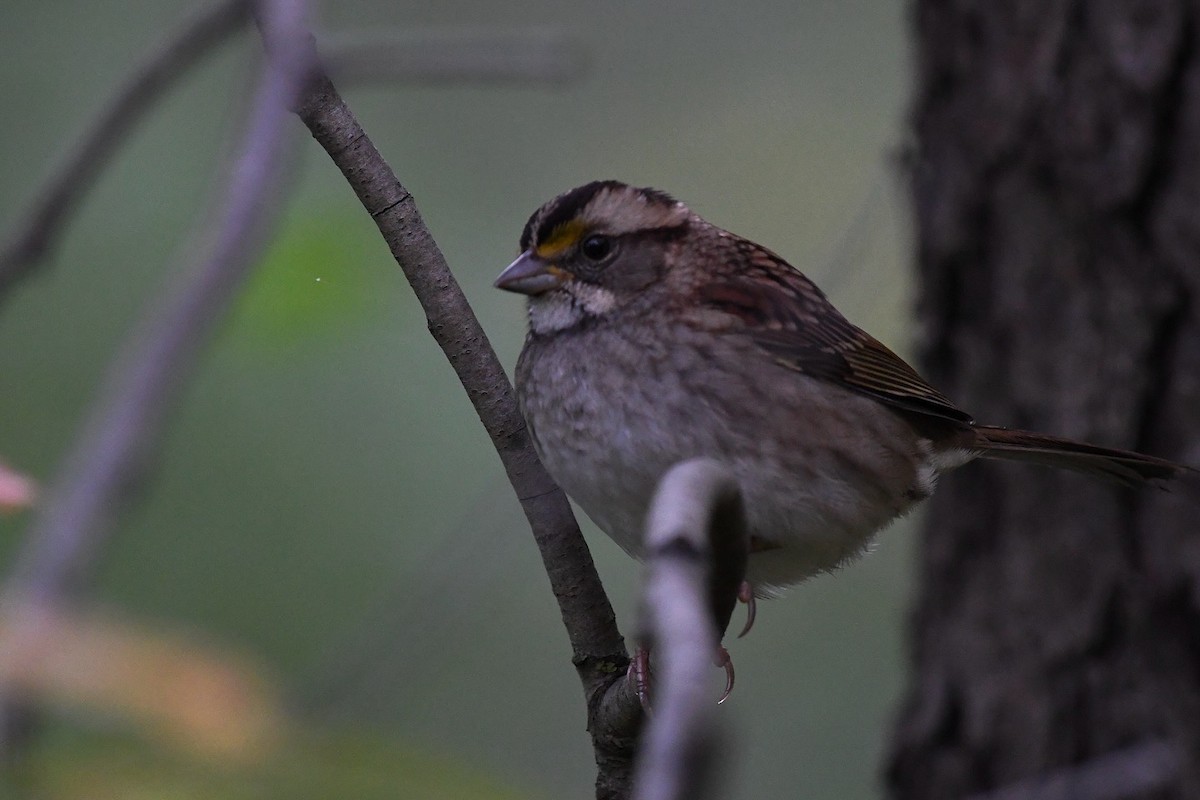 strnadec bělohrdlý - ML643146004