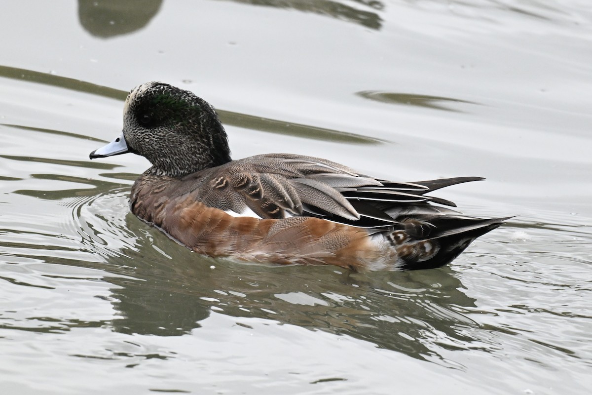 Canard d'Amérique - ML643146007