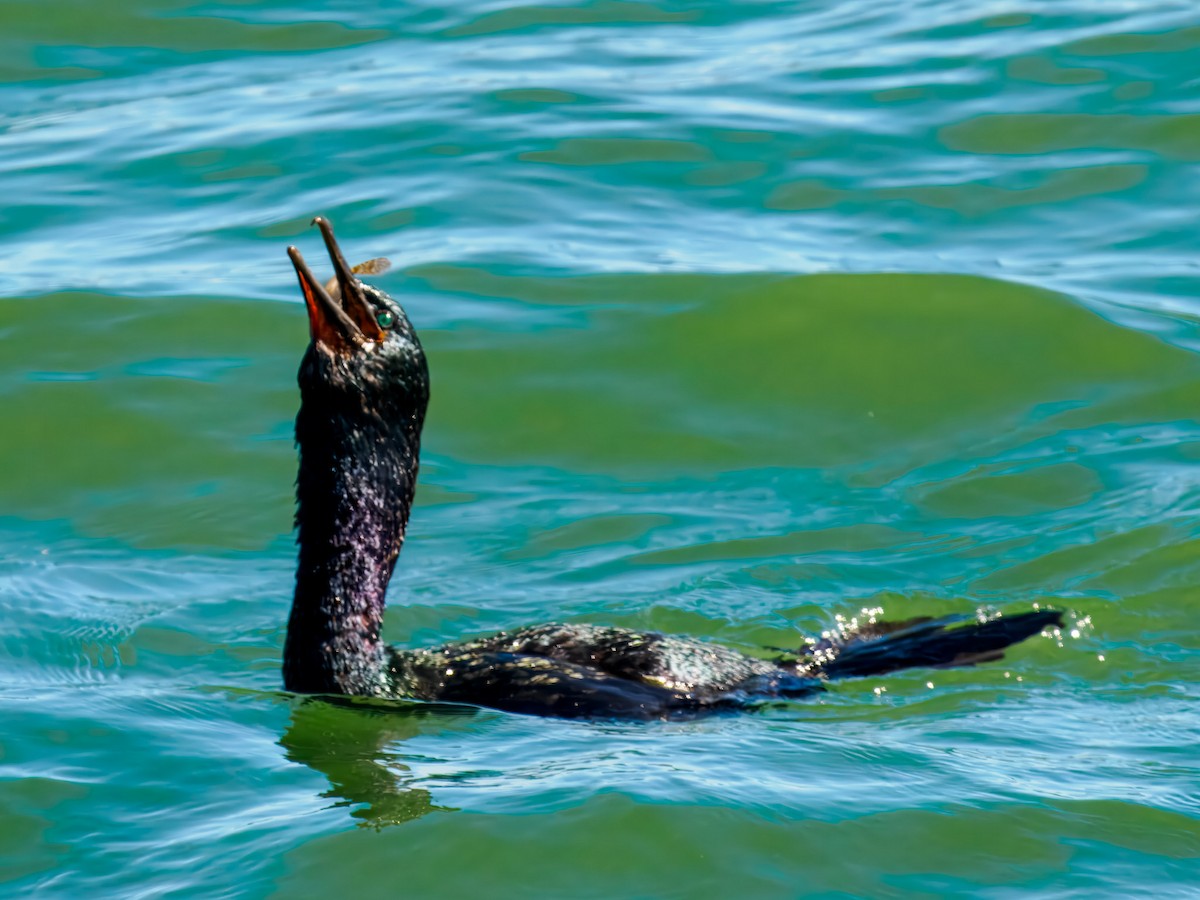 Cormoran pélagique - ML643146009