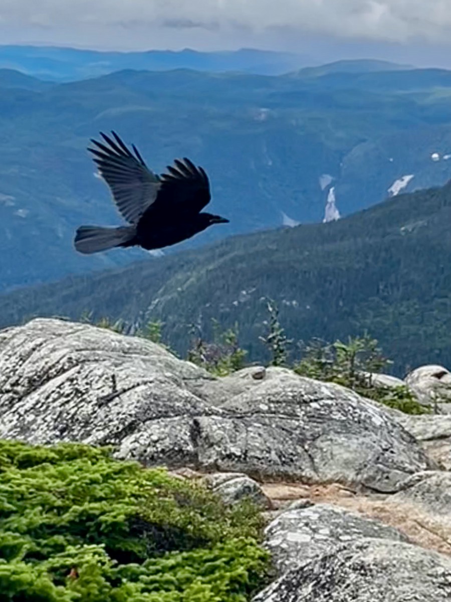 Grand Corbeau - ML643146012