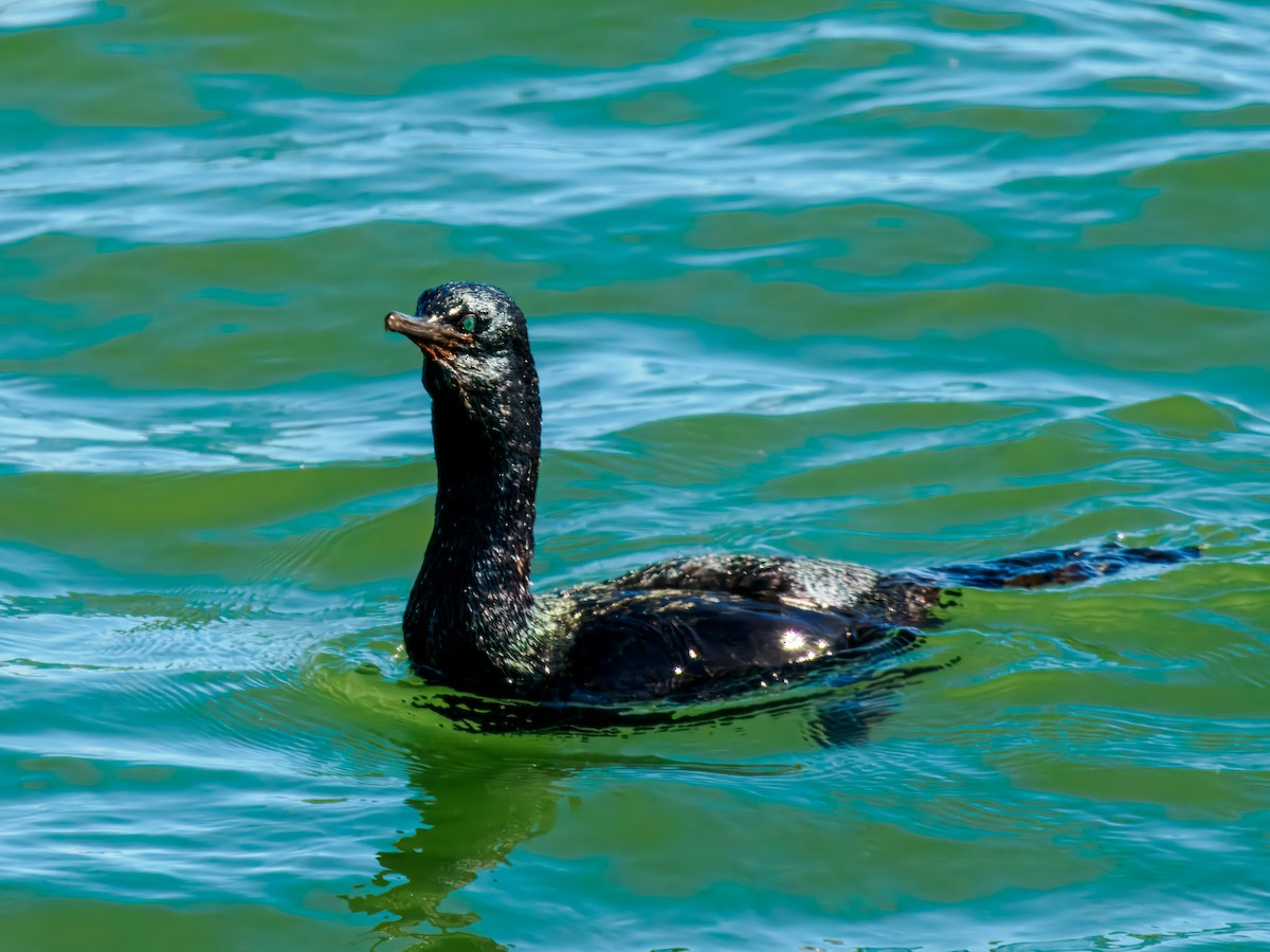 Cormoran pélagique - ML643146028