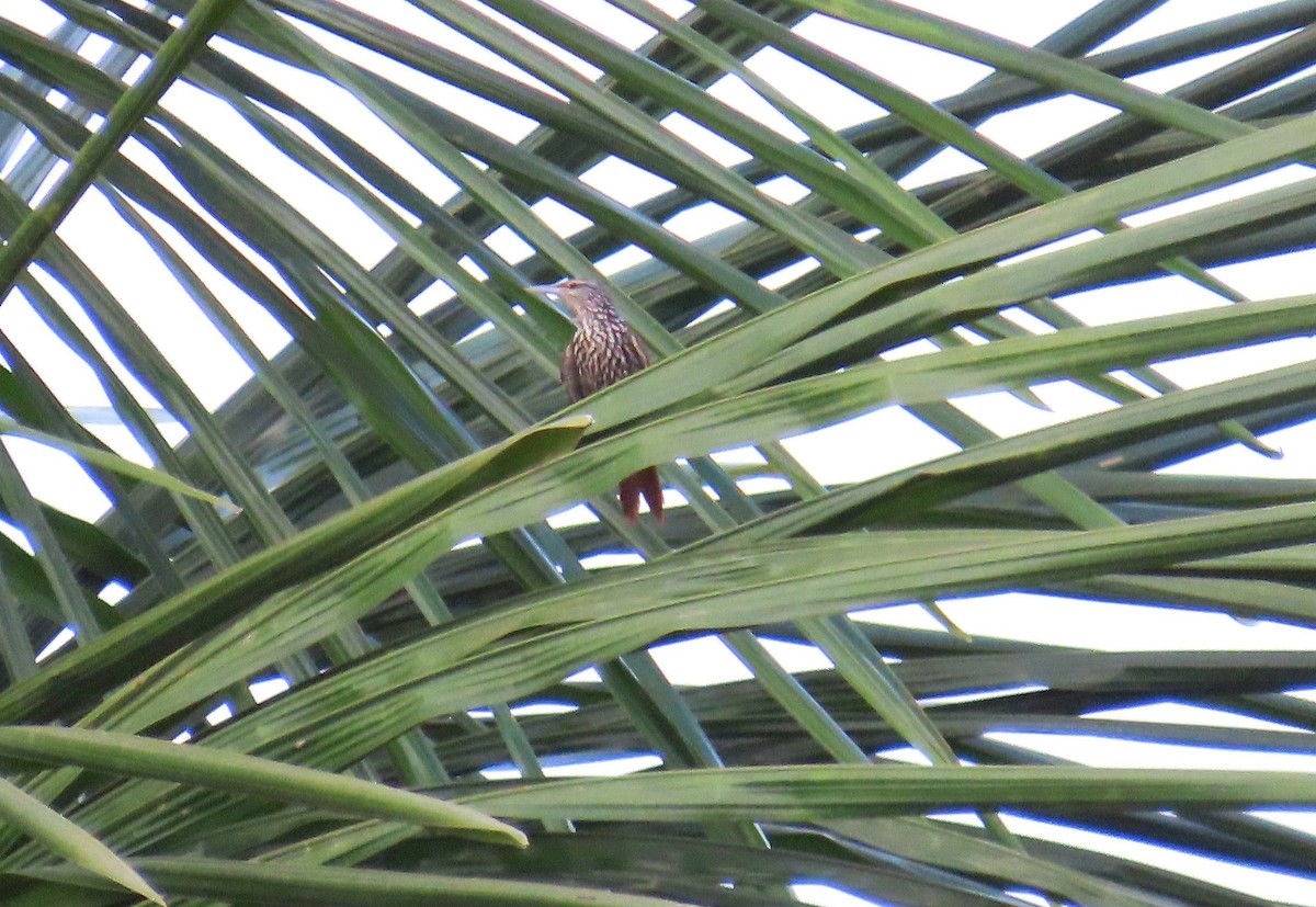 Berlepschia des palmiers - ML643146035