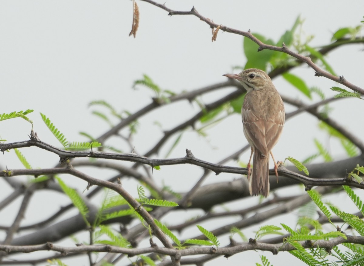 Tawny Pipit - Mahmadanesh Khira