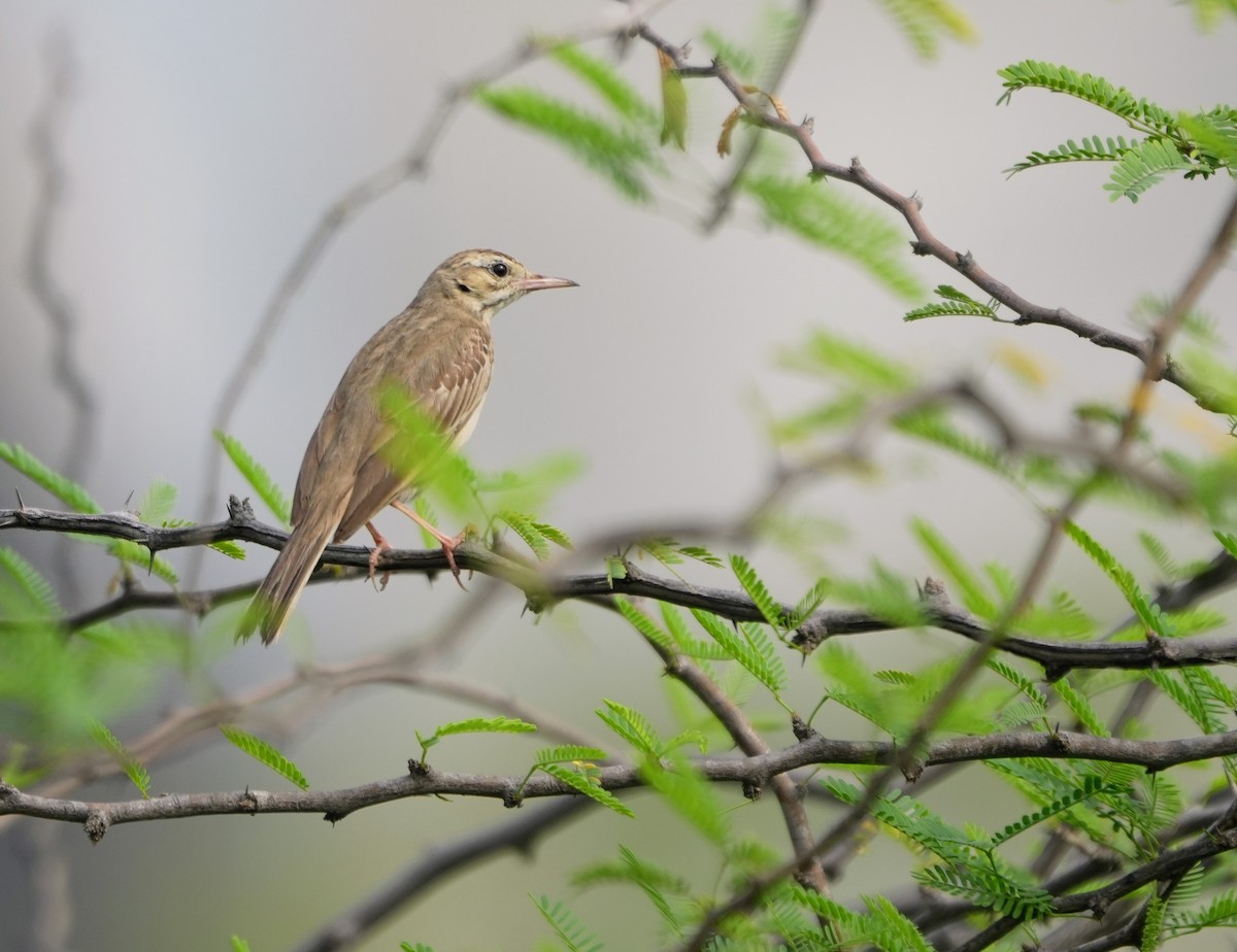 Tawny Pipit - Mahmadanesh Khira