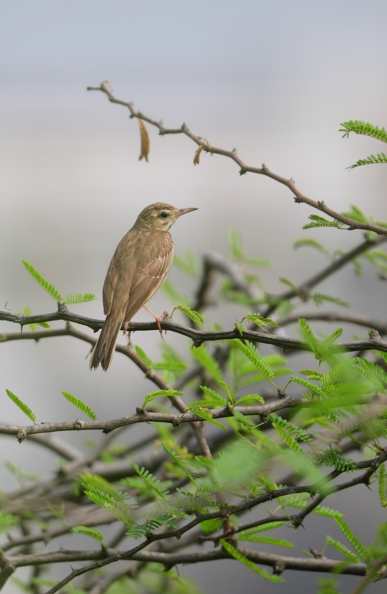 Tawny Pipit - Mahmadanesh Khira