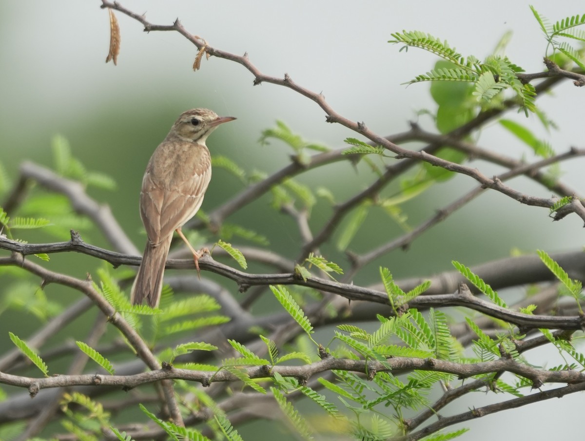 Tawny Pipit - Mahmadanesh Khira