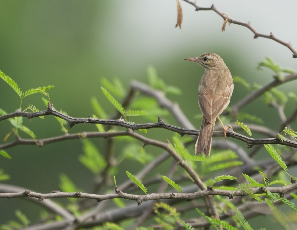 Tawny Pipit - Mahmadanesh Khira