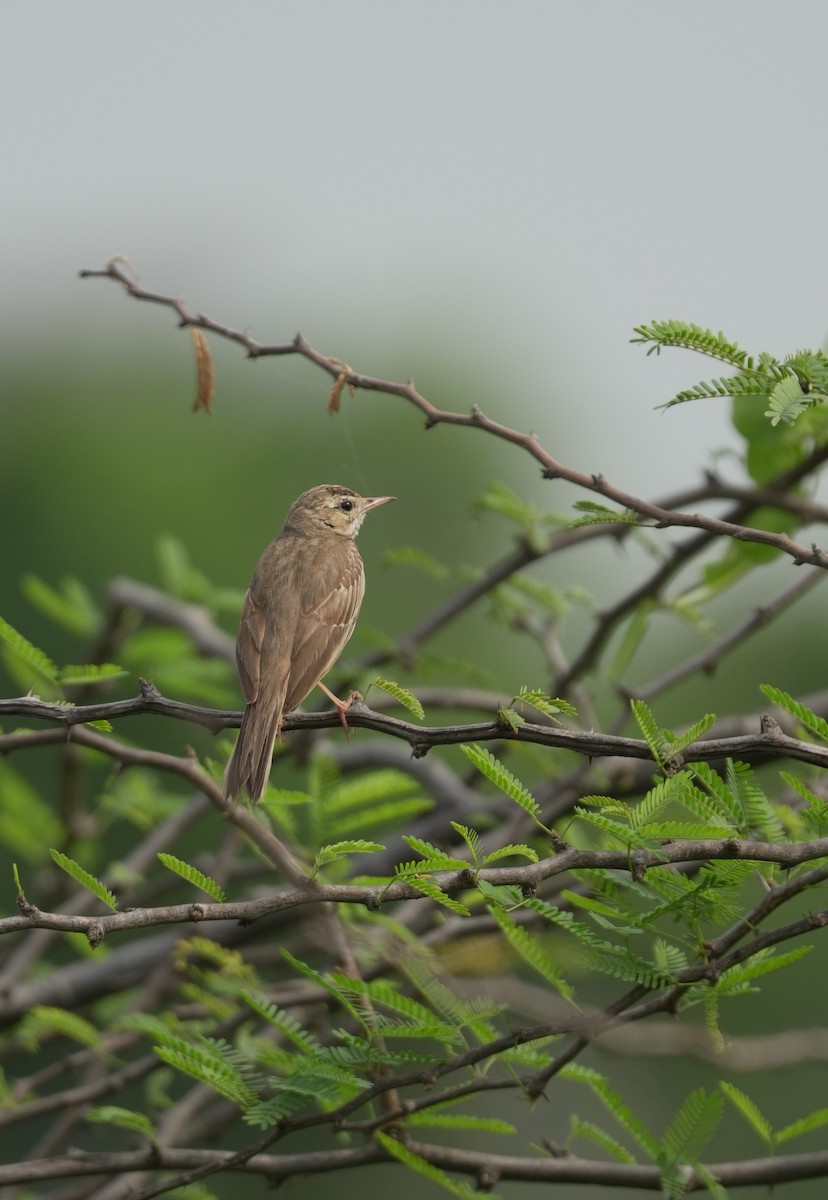 Tawny Pipit - Mahmadanesh Khira