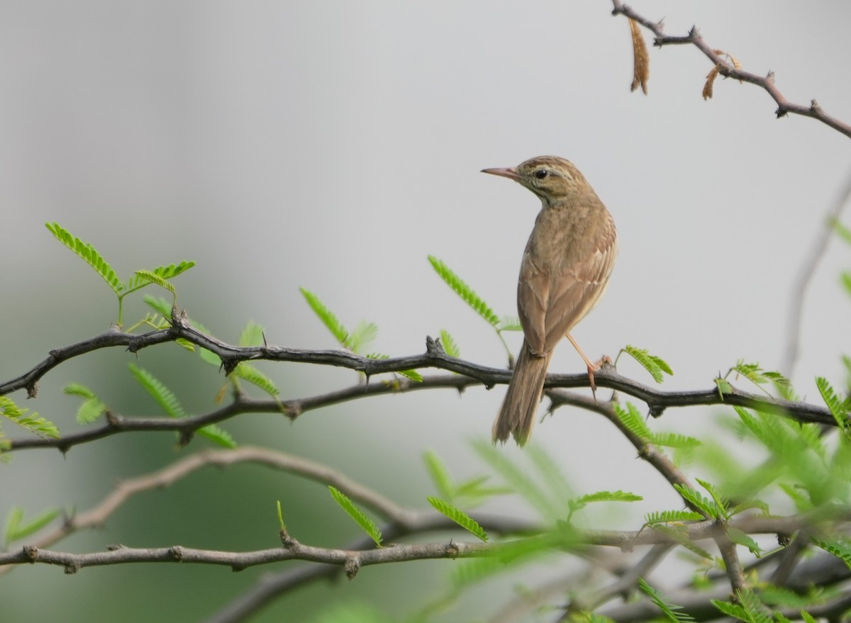 Tawny Pipit - Mahmadanesh Khira