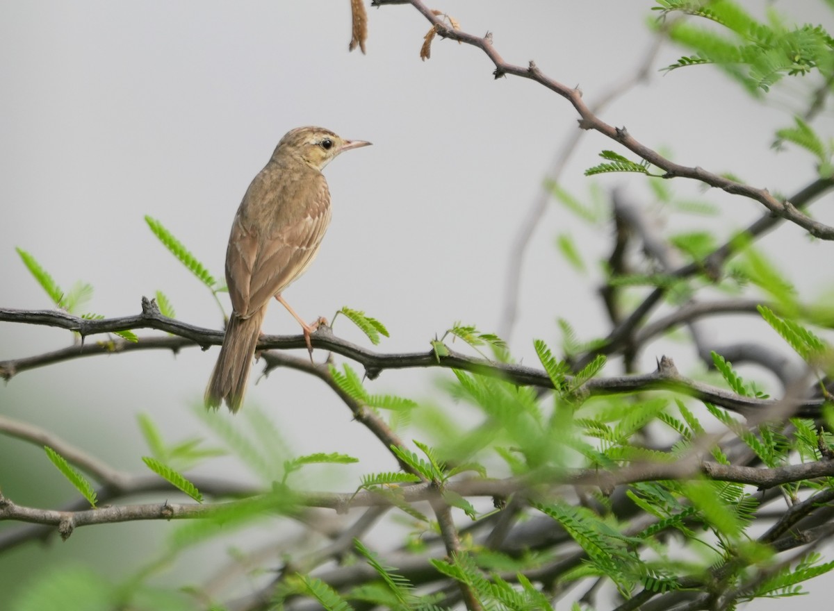 Tawny Pipit - Mahmadanesh Khira