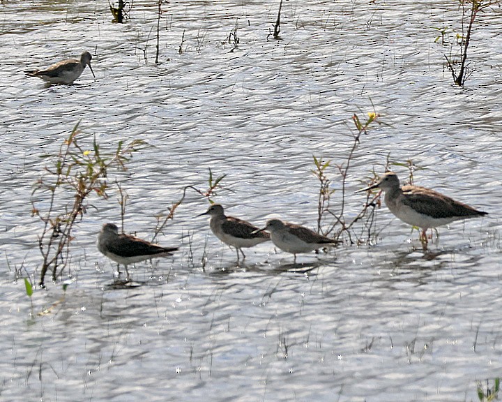 Solitary Sandpiper - ML643146059