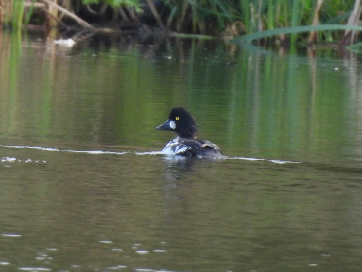 Common Goldeneye - ML643146068