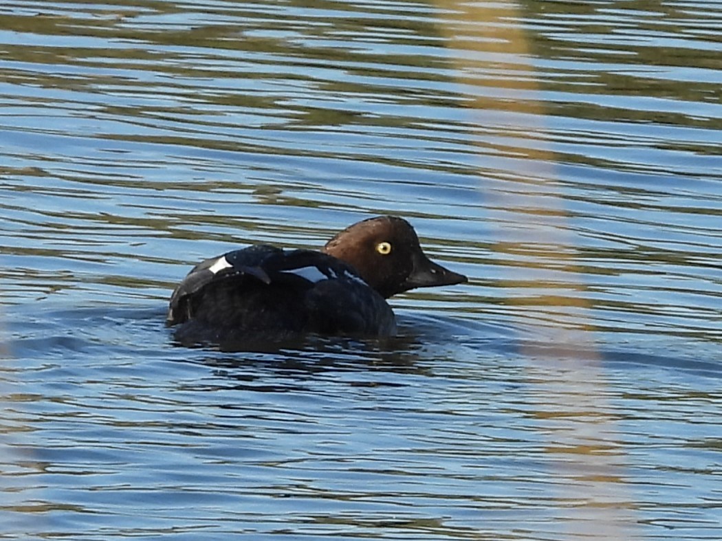 Common Goldeneye - ML643146069