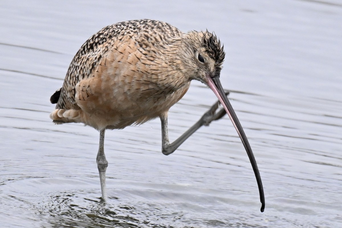 Long-billed Curlew - ML643146070