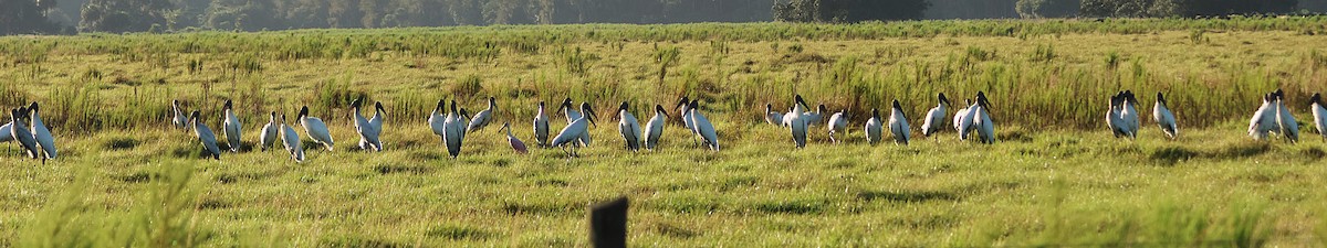 Wood Stork - ML643146074