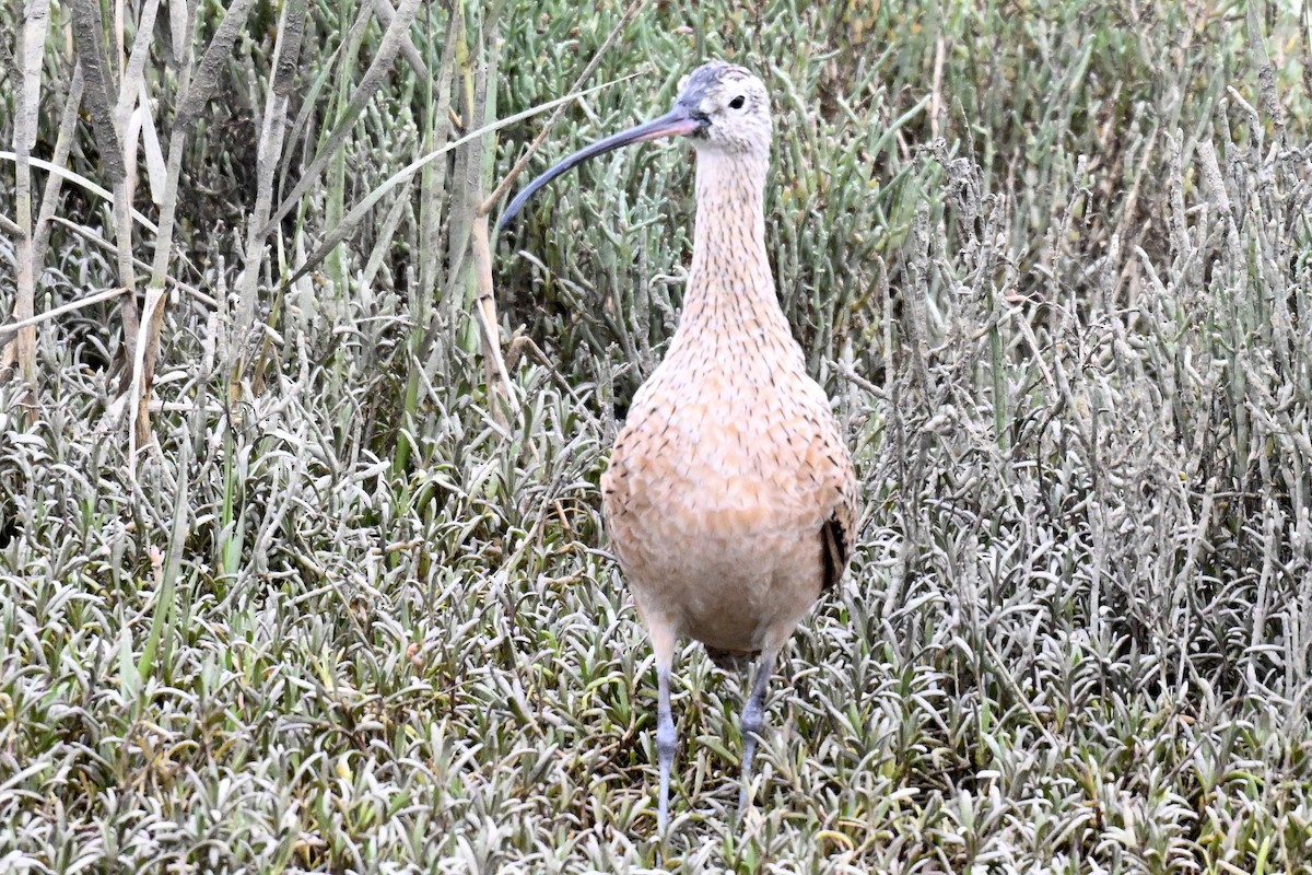 Long-billed Curlew - ML643146075