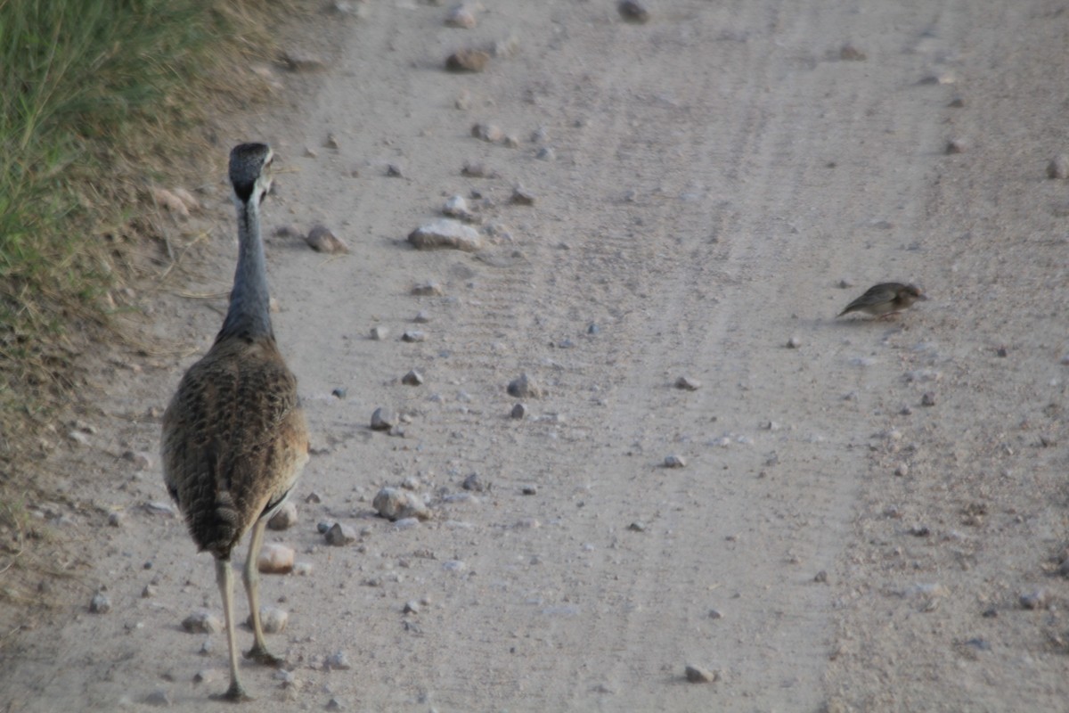 White-bellied Bustard - ML643146083