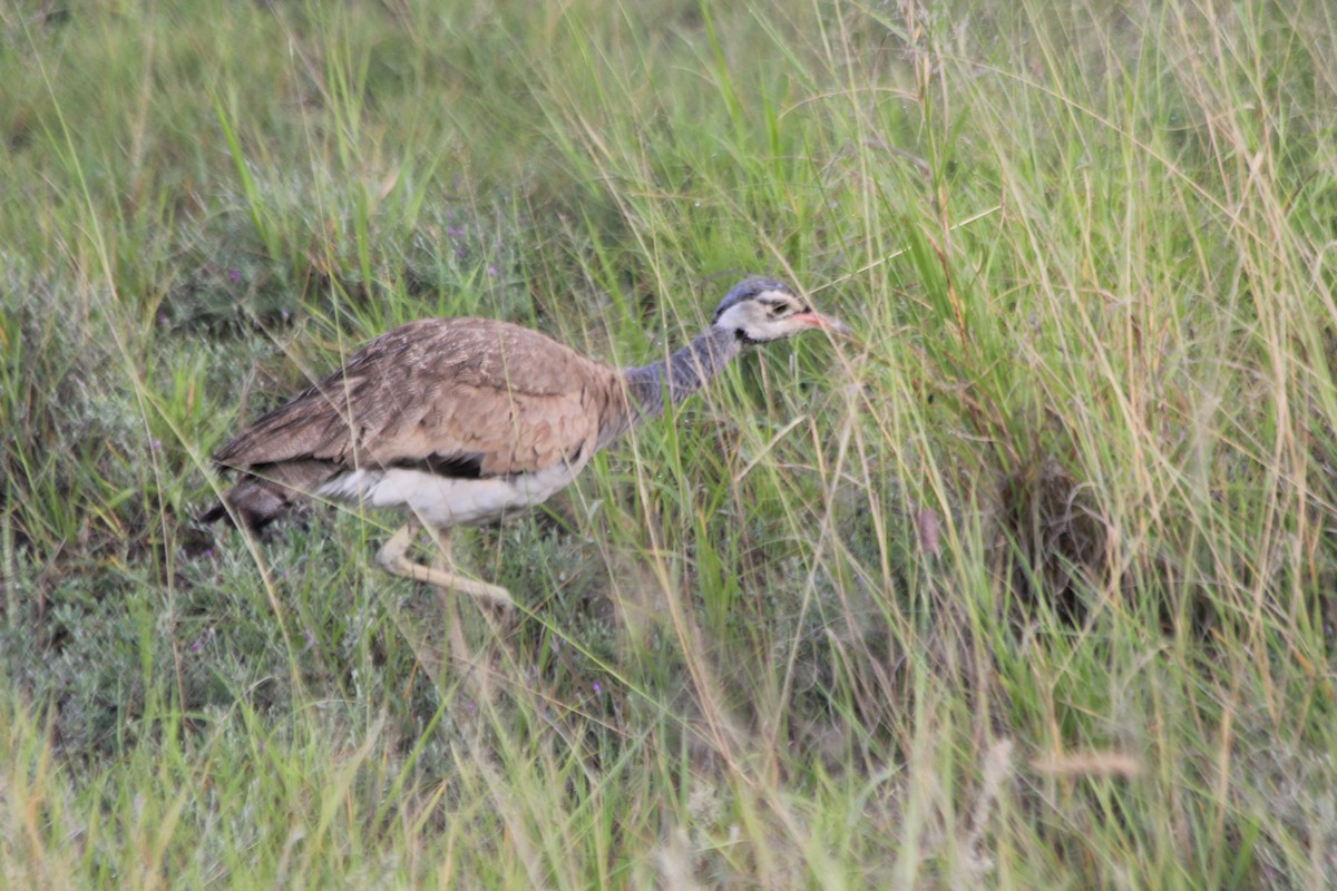 White-bellied Bustard - ML643146084