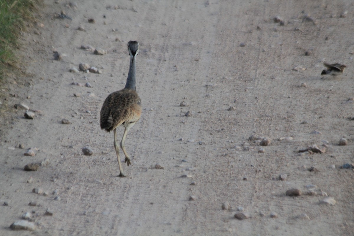 White-bellied Bustard - ML643146085