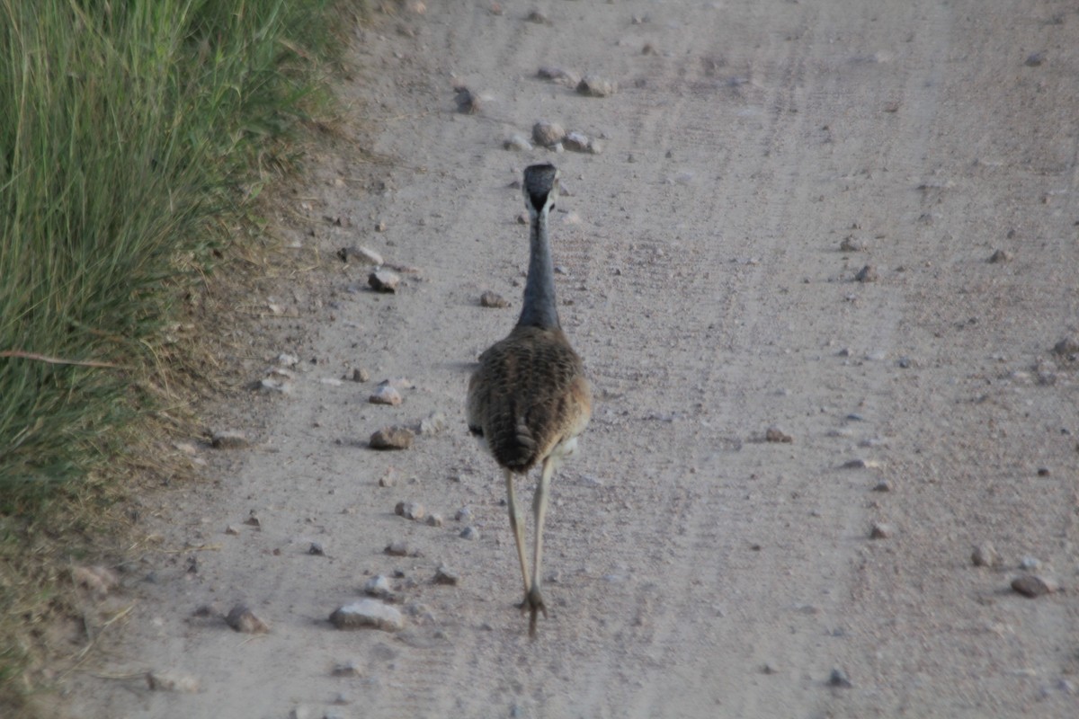 White-bellied Bustard - ML643146086