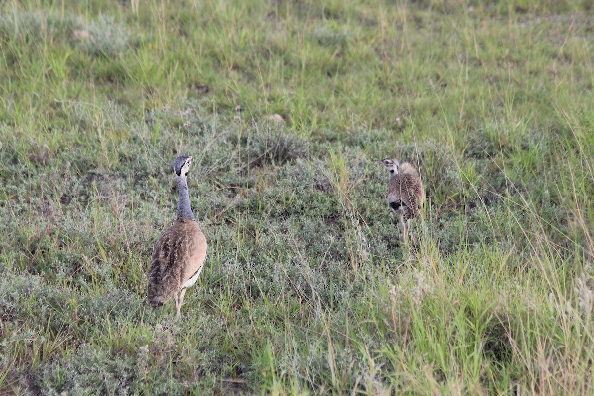 White-bellied Bustard - ML643146087