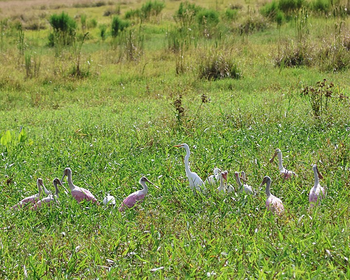 Roseate Spoonbill - ML643146089