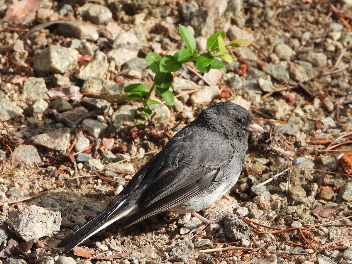Junco ardoisé - ML643146092