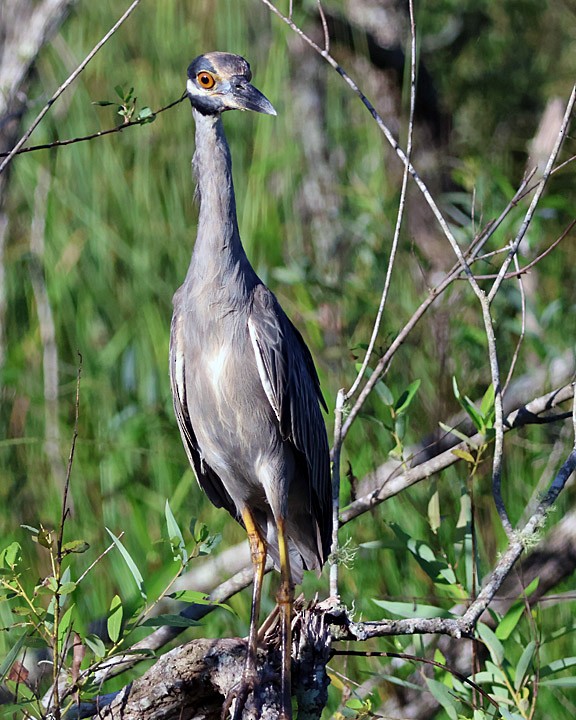Yellow-crowned Night Heron - ML643146093