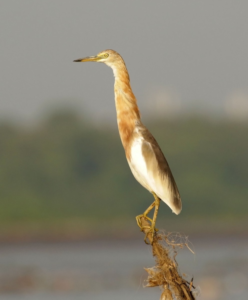 Javan Pond-Heron - ML643146094