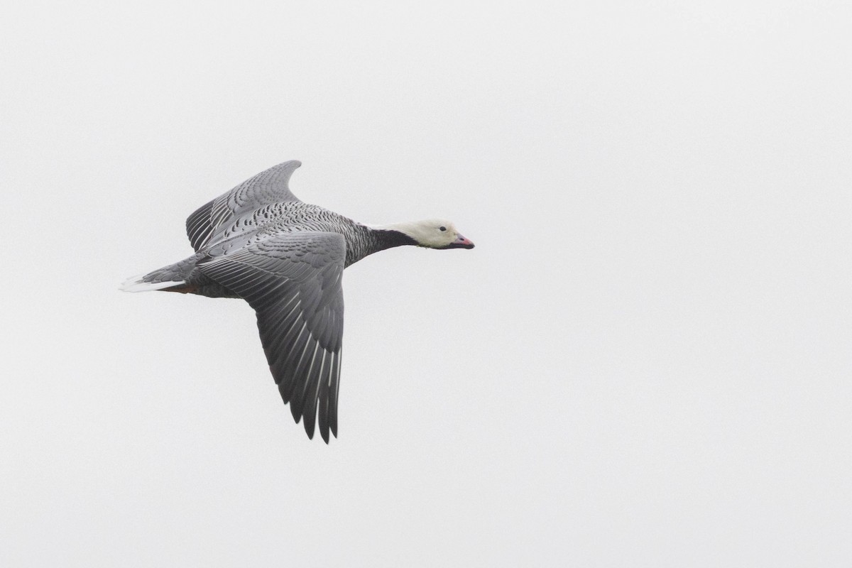 Emperor Goose - ML643146095
