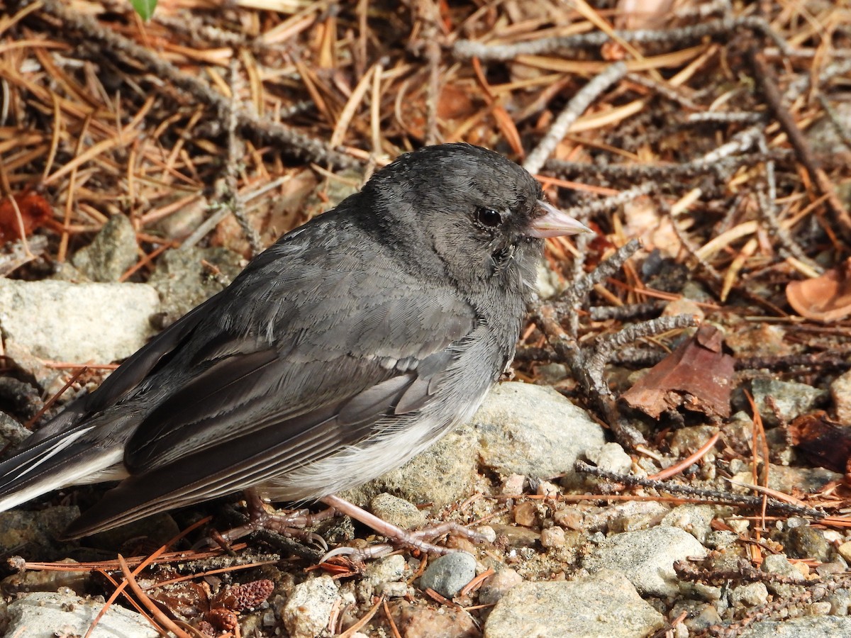Junco ardoisé - ML643146096