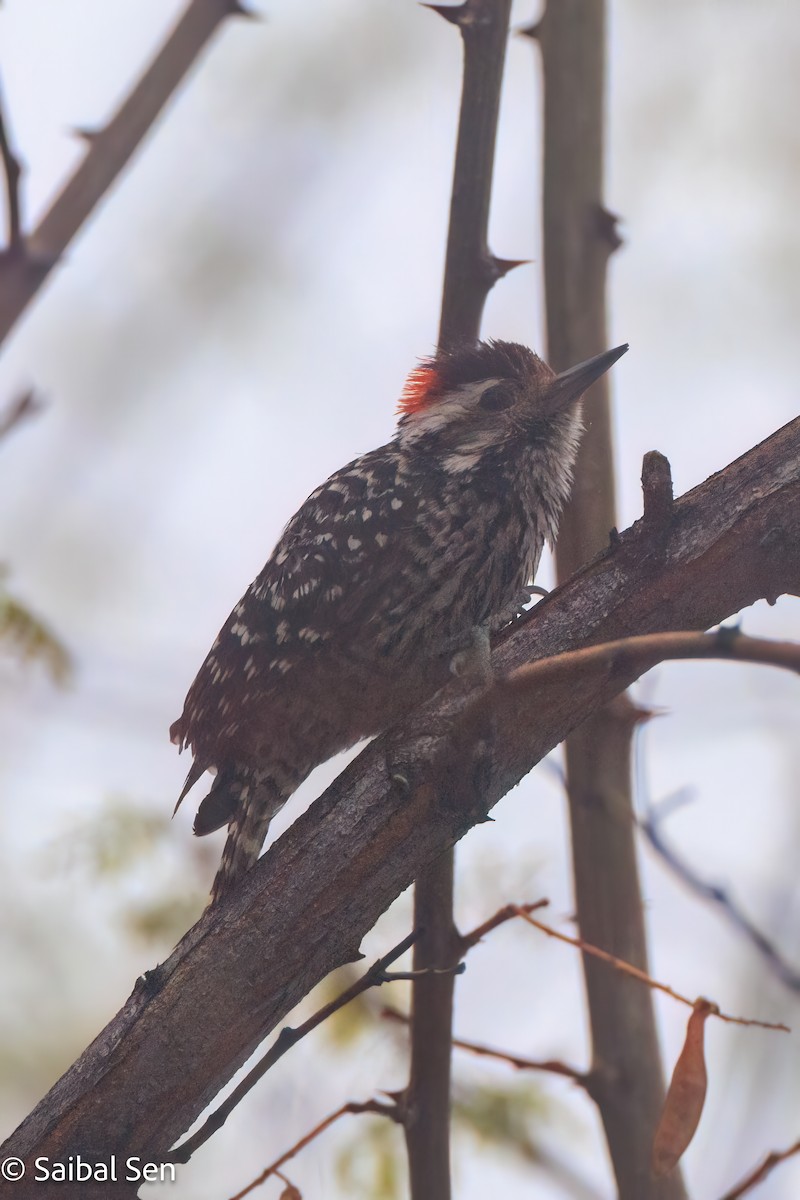 Striped Woodpecker - ML643146103