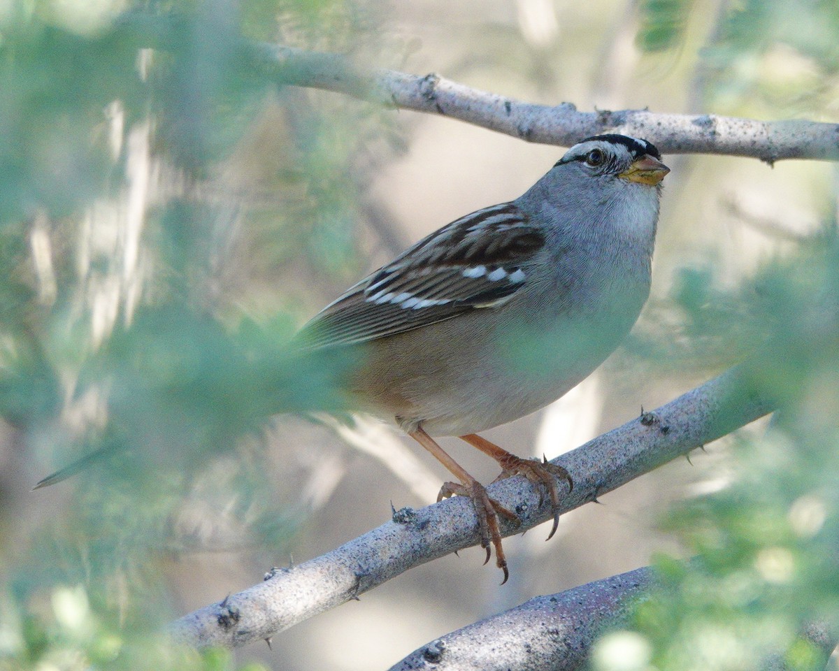 White-crowned Sparrow - ML643146104