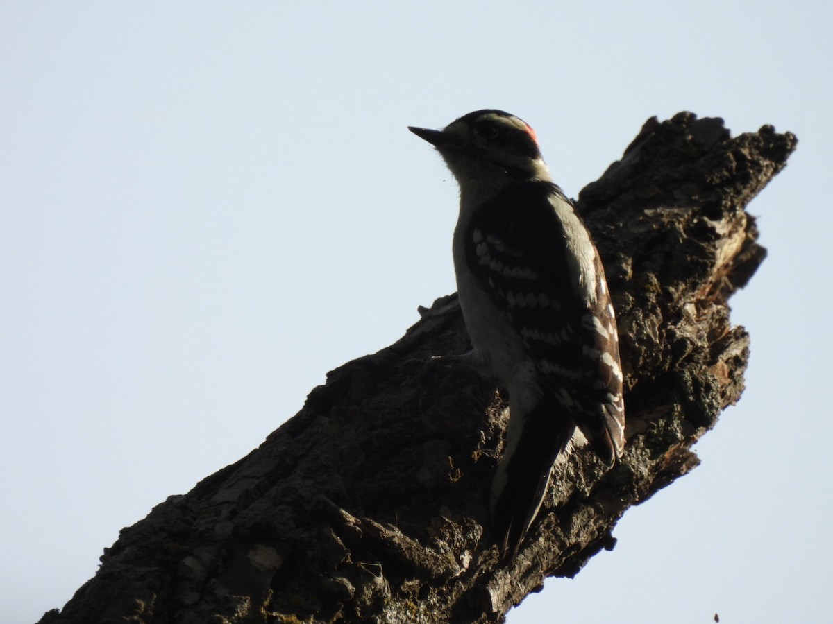 Downy Woodpecker - ML643146108