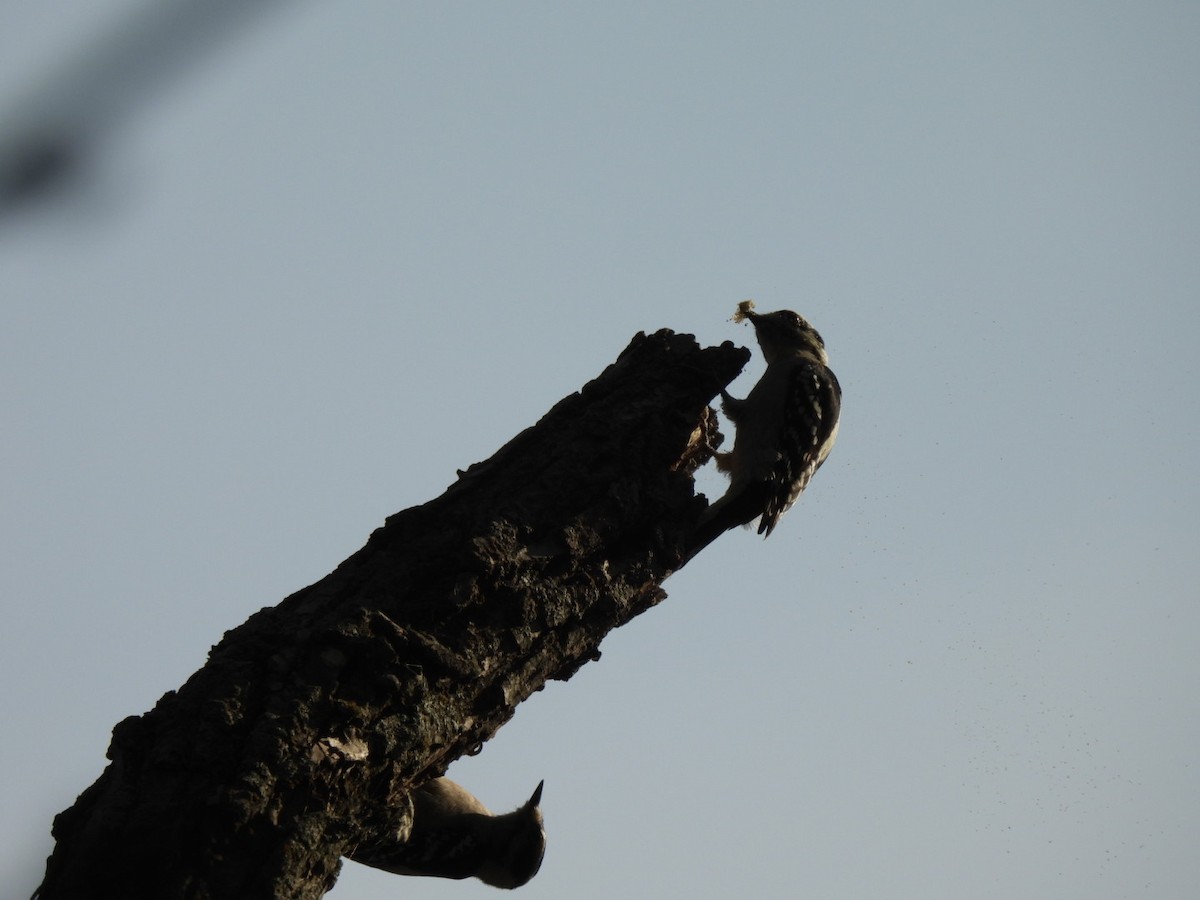 Downy Woodpecker - ML643146109