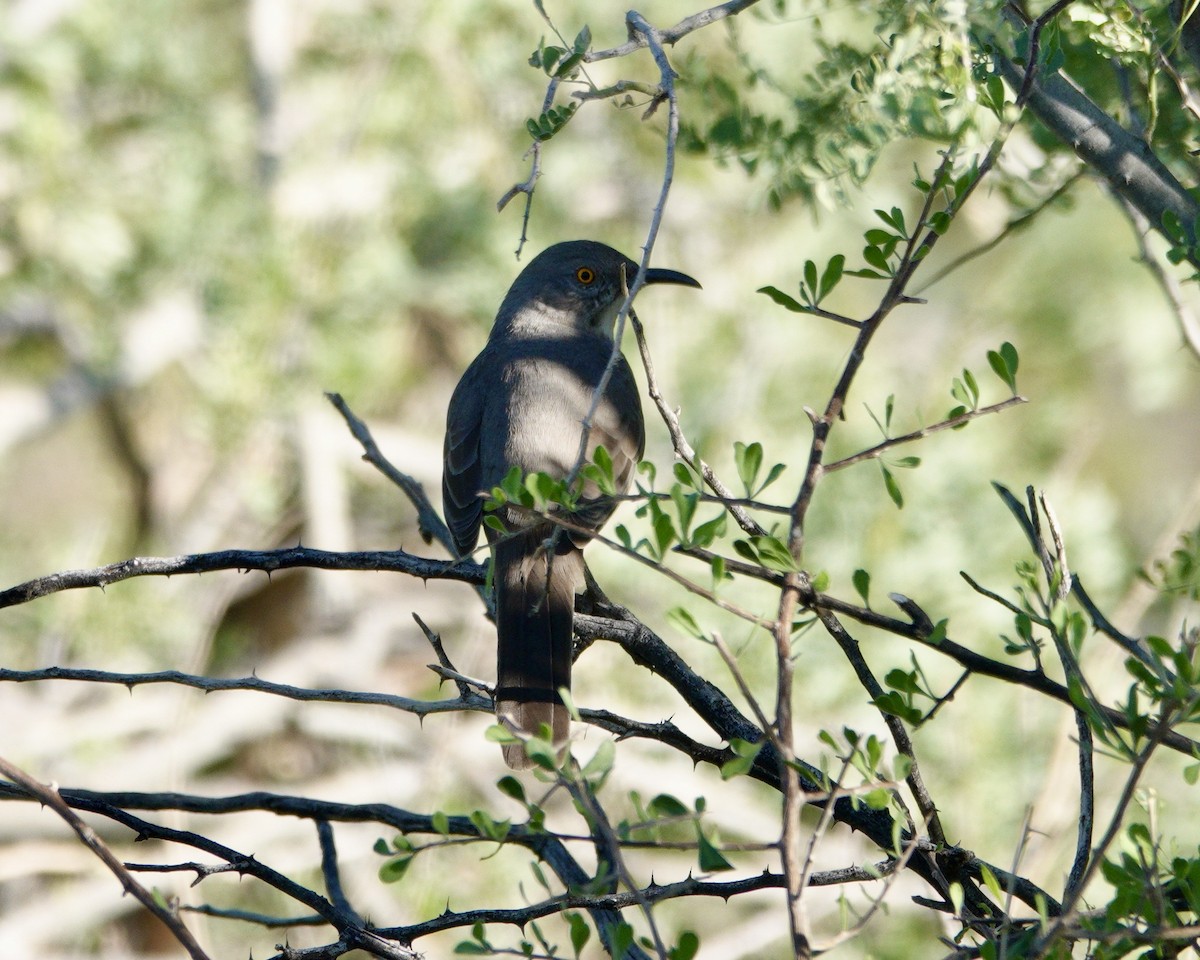 Curve-billed Thrasher - ML643146110