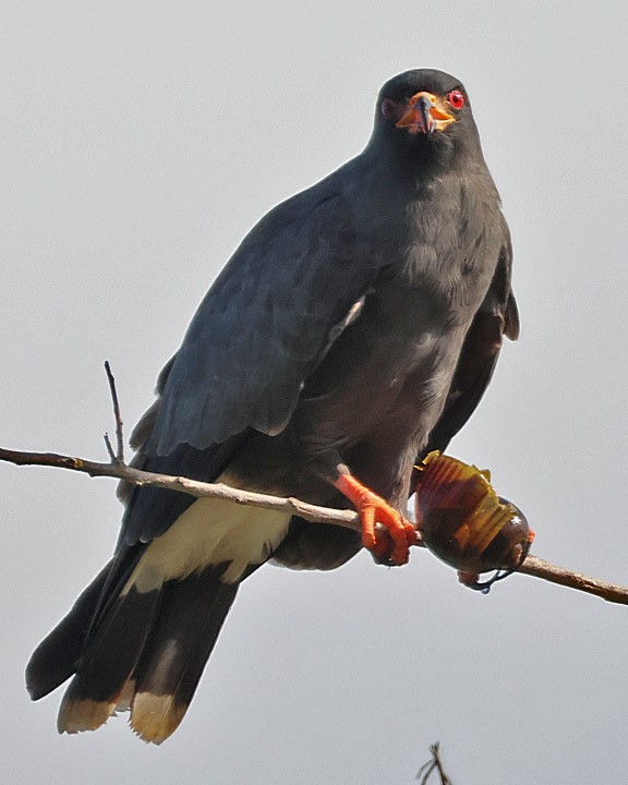 Snail Kite - ML643146117