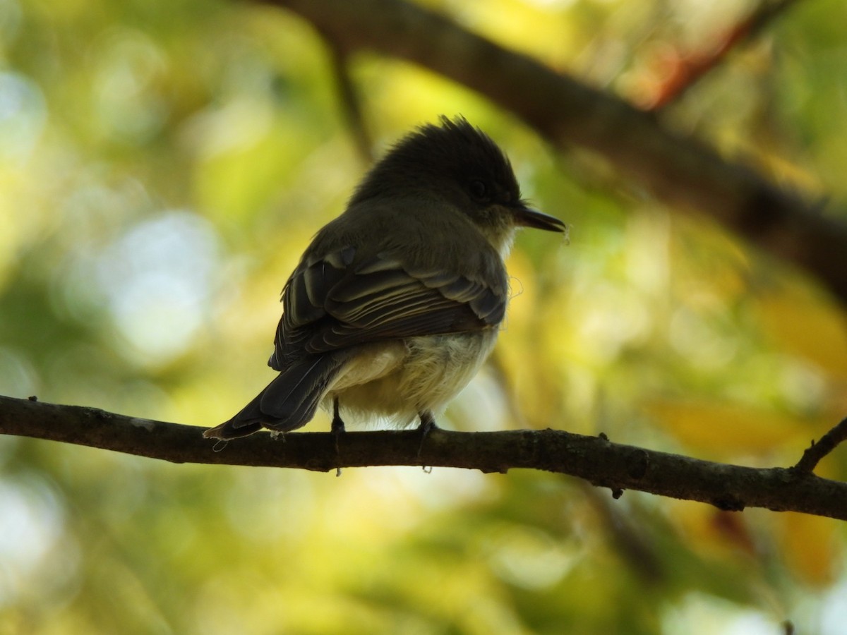 Eastern Phoebe - ML643146125